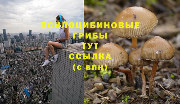 прущие грибы Белоозёрский